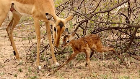 Baby Impala Learns To Walk - YouTube