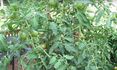 How to Grow Black Krim Tomatoes - Gardening Channel