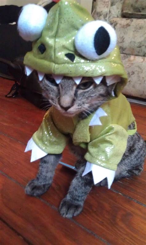 50 Funny pet costumes (50 pics) | Amazing Creatures