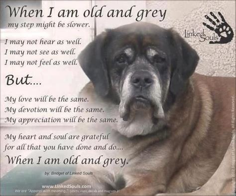 Man and His Dog Quotes | Wallpapers Quotes And Fun: When I'm Old and Grey - A Poem by a Dog ...