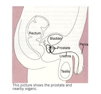 Prostate Gland - Definition, Function and Location | Biology Dictionary