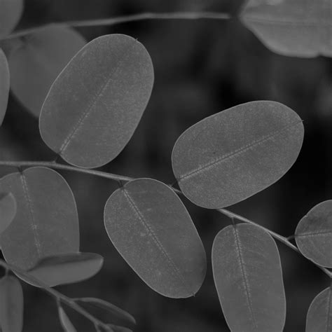 Moringa oil – Fields of Yarrow