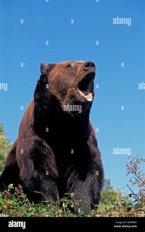 Shouting bear hi-res stock photography and images - Alamy