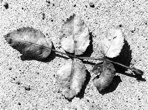 Five Leaves by Scholar57 on DeviantArt