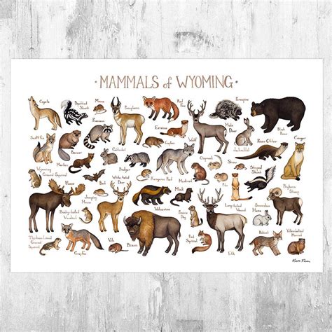 Wyoming Mammals Field Guide Art Print - Animals Of Wyoming - Nature ...