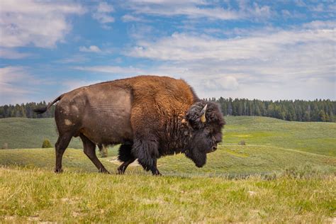 You Are Not Allowed to Touch the Bison at Yellowstone National Park ...