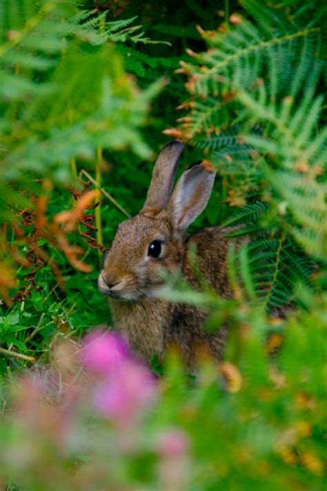 Sea Rabbit | Creatures in my yard | Pinterest