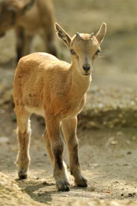 Baby markhor. | Cute animals, Baby animals