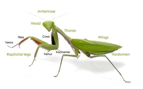 Australian Praying Mantises - Minibeast Wildlife | Praying mantis ...