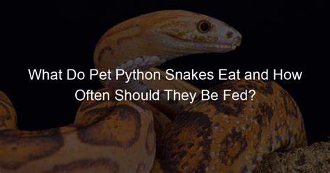 What Do Pet Python Snakes Eat and How Often Should They Be Fed ...