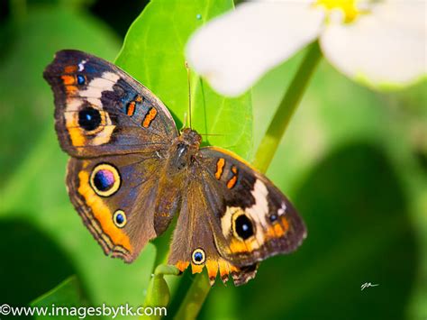 Buckeye Butterfly | T&K Images - Fine Art Photography