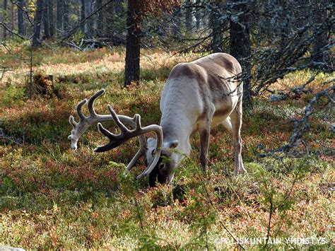 Reindeer Herders' Association – Reindeer Reindeer and autumn - Reindeer ...