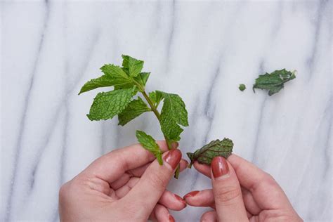 How to Dry and Store Your Fresh Garden Herbs