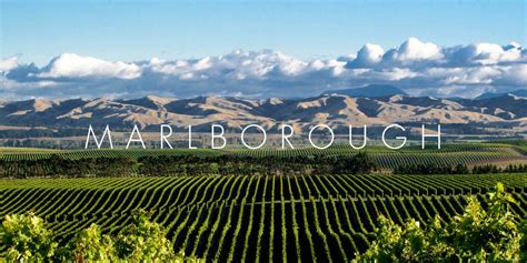 Marlborough wine region, New Zealand | Marlborough, Marlborough sounds, Marlborough wine