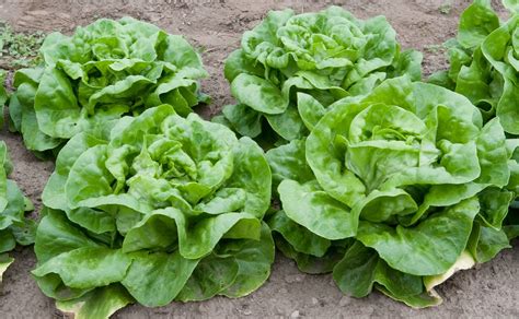 Lettuce | "Ermosa", Boston or Butterhead lettuce | Dwight Sipler | Flickr