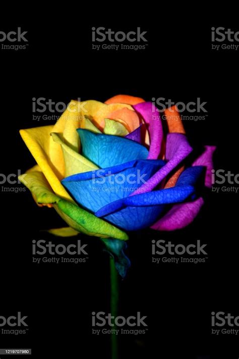 Single Rainbow Rose With A Black Background Stock Photo - Download Image Now - Black Background ...