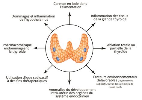 HYPERTHYROïDIE ET HYPOTHYROïDIE LES PATHOLOGIES FONCTIONNELLES DE LA THYROïDE OMN UNIV EUROP ...