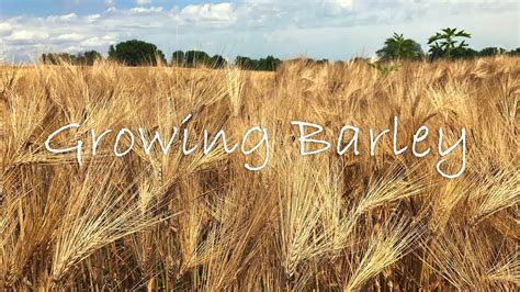 Growing Barley - YouTube