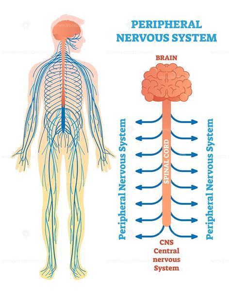 Peripheral nervous system, medical vector illustration diagram - VectorMine