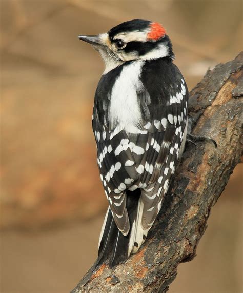 Male Downy Woodpecker - | Downy woodpecker, Woodpecker, Downy