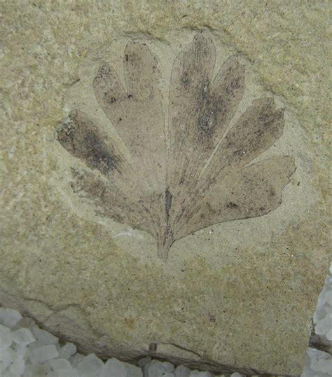 Unique ginkgoes are living fossils | Living fossil, Fossils, Prehistoric