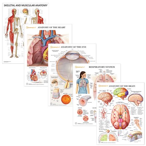 Anatomy Essentials 5 Poster Collection (Laminated) | Chart Bundle