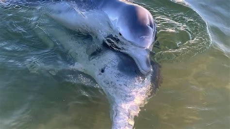 Barnacles Cafe & Dolphin Feeding reveal Tin Can Bay baby dolphin death | The Courier Mail