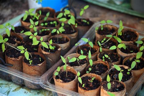 Tree Tomato Saplings In Seed Trays Free Stock Photo - Public Domain Pictures