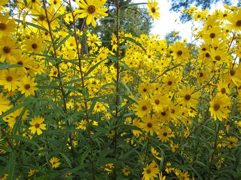 Swamp - Helianthus Angustifolius Perennial, yellow flowers, blooms fall Height 5-9 ft, Sun ...