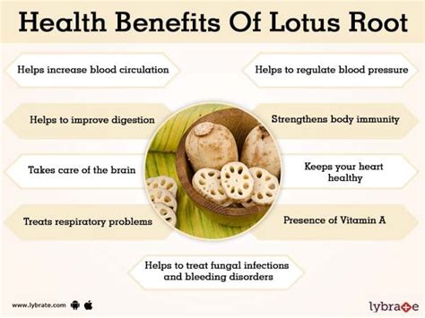 Benefits of Lotus Root And Its Side Effects | Lybrate