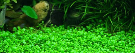 All About Aquarium Grass - Aquarium Dimensions