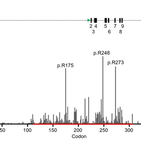 TP53 gene structure and mutation frequency. a A diagram of the... | Download Scientific Diagram