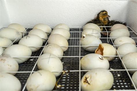 Goose Eggs in an Incubator. Goose Egg Incubation Stock Photo - Image of shell, hatch: 245162562