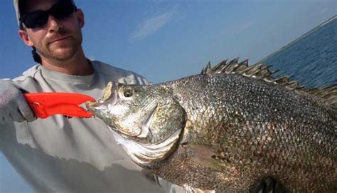 Tripletail Fish: How to Catch Lobotes surinamensis