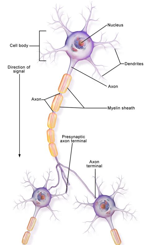 Difference Between Axon and Dendrite | Definition, Characteristics, Function, Similarities a ...