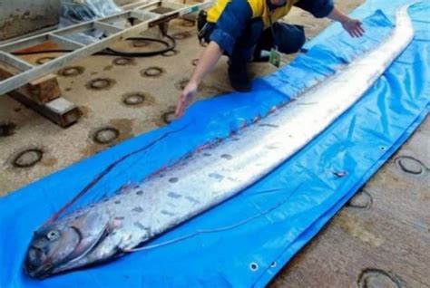 NERVOUS earthquake and tsunami OVERDRIVE in JAPAN after several OARFISH - harbingers of natural ...