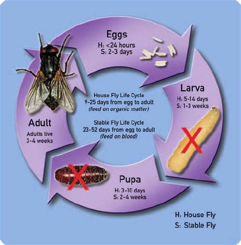 Protect Health.......Protect Life: Family Muscidae..Genus Stomoxy ...