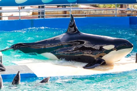 Tokitae the Orca to Be Freed After More Than 50 Years in Captivity