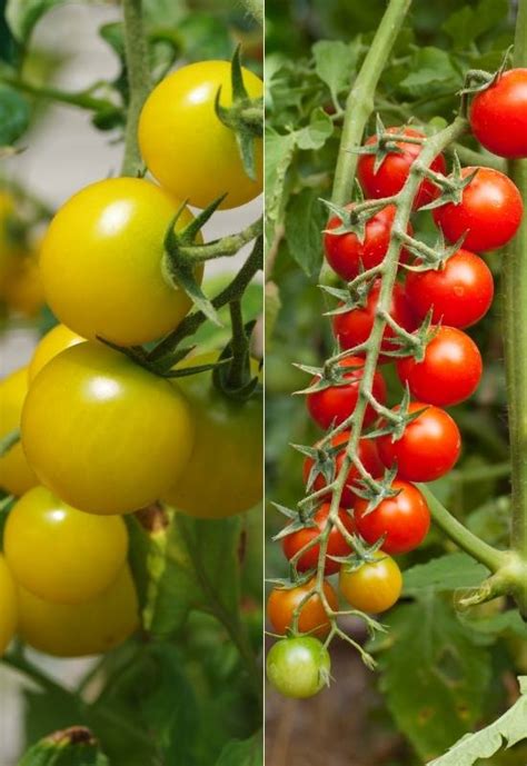 14 Awesome Cherry Tomato Varieties You Should Consider Growing