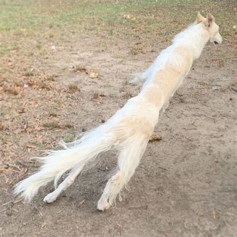 This Borzoi Sighthound May Have The 'World's Longest Nose' And She Is ...