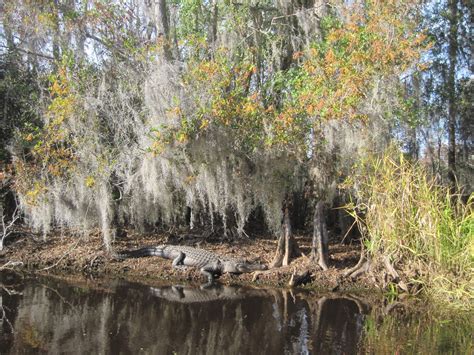 The Schramm Journey: Okefenokee Swamp, Georgia