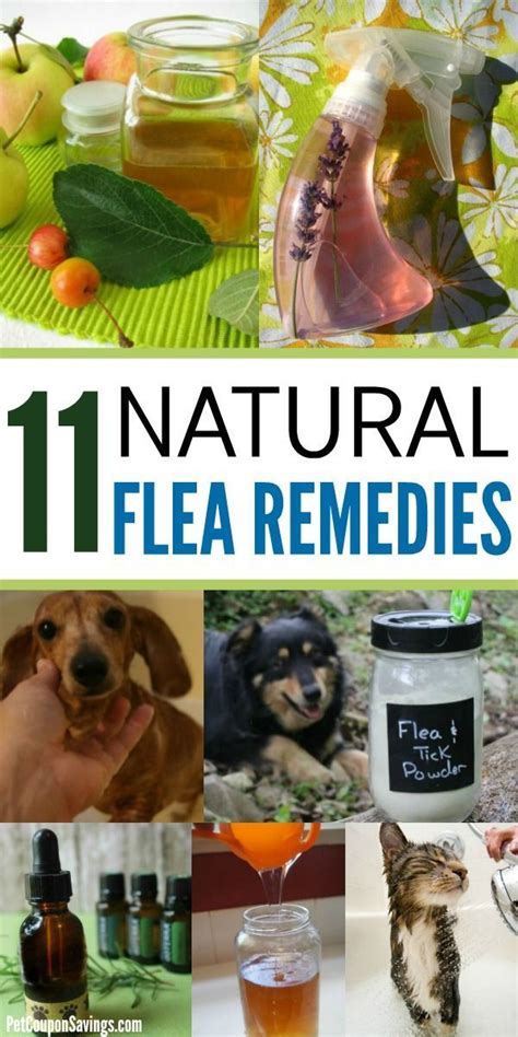 11 Natural Flea Remedies for Dogs and Cats | Dog flea remedies, Flea remedies, Natural flea remedies