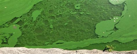 Danger in the Water: When Algae Becomes Toxic | Blogs | CDC