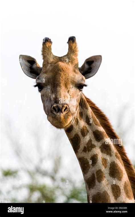 Portrait of a Southern Reticulated Giraffe head with the tufted horns and prehensile lips Stock ...