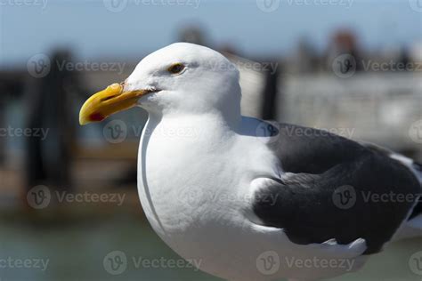 View of seagull at Pier 11194953 Stock Photo at Vecteezy