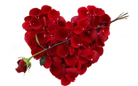 Uncovering the Secret Language of Valentine’s Day Flowers - The North ...