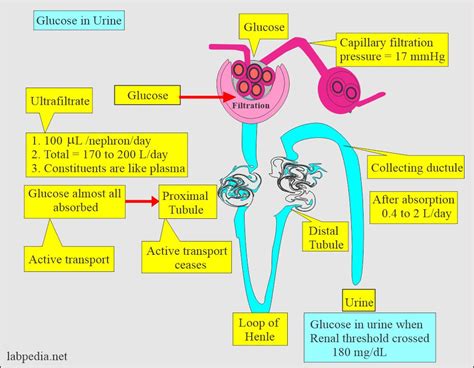 diabetes mellitus part:- Part 5 - Glucose in urine (glycosuria ...