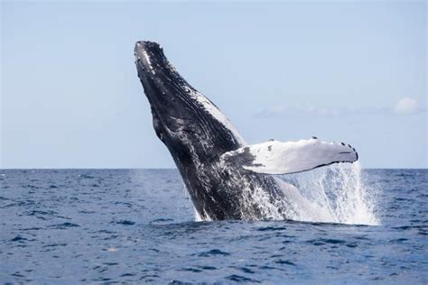 Supporting Whale Food Sources Creates a Healthier Planet | Nature and Wildlife | Discovery