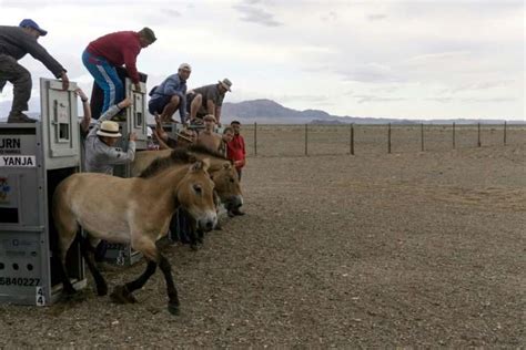 Long way home as Przewalski's horses fly to Mongolia