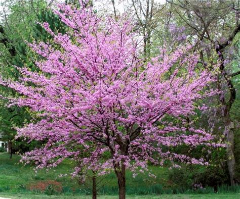 Fast Growing Shade Trees: 5 Varieties To Grow In Australia | Homes To ...